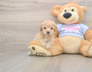5 week old Poochon Puppy For Sale - Puppy Love PR
