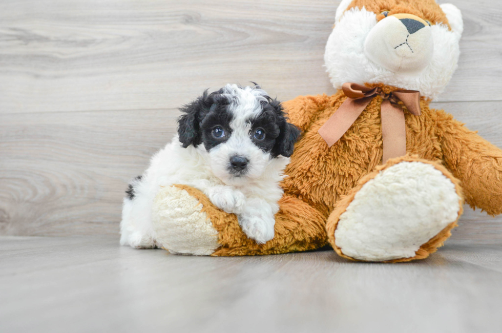 6 week old Poochon Puppy For Sale - Puppy Love PR