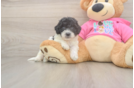Smart Poochon Poodle Mix Pup