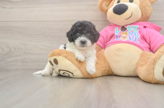 Smart Poochon Poodle Mix Pup
