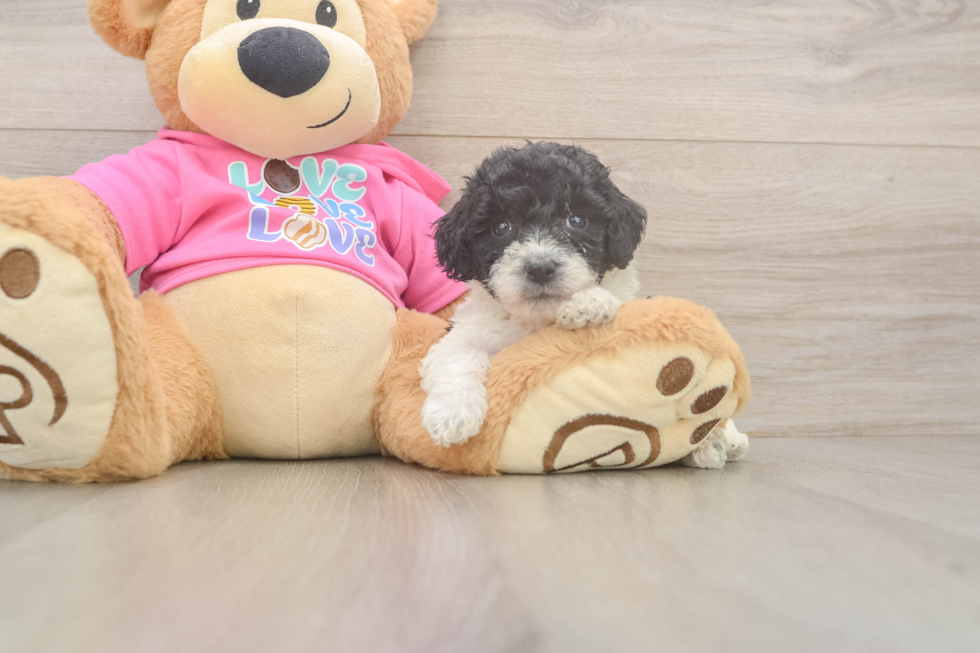 Smart Poochon Poodle Mix Pup