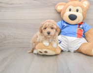 7 week old Poochon Puppy For Sale - Puppy Love PR