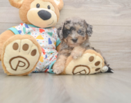 8 week old Poochon Puppy For Sale - Puppy Love PR