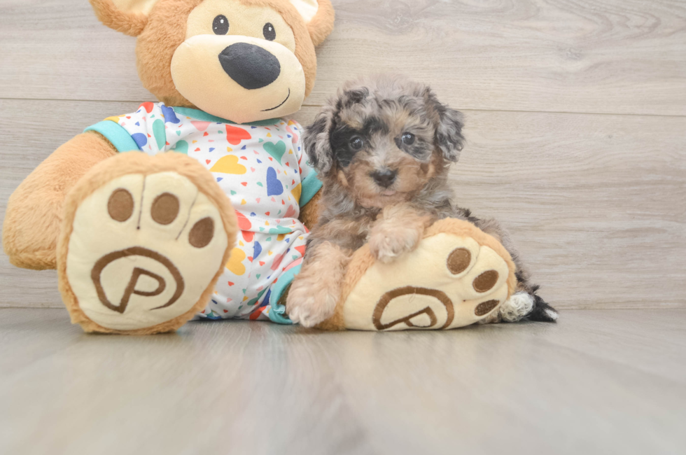 5 week old Poochon Puppy For Sale - Puppy Love PR