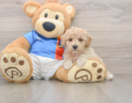 6 week old Poochon Puppy For Sale - Puppy Love PR