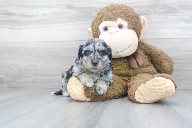 Meet Lullaby - our Poochon Puppy Photo 1/3 - Puppy Love PR Cute Bichpoo Poodle Mix Puppy