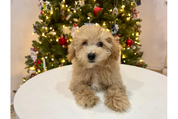 Meet Macaroni - our Poochon Puppy Photo 1/4 - Puppy Love PR Poochon Pup Being Cute