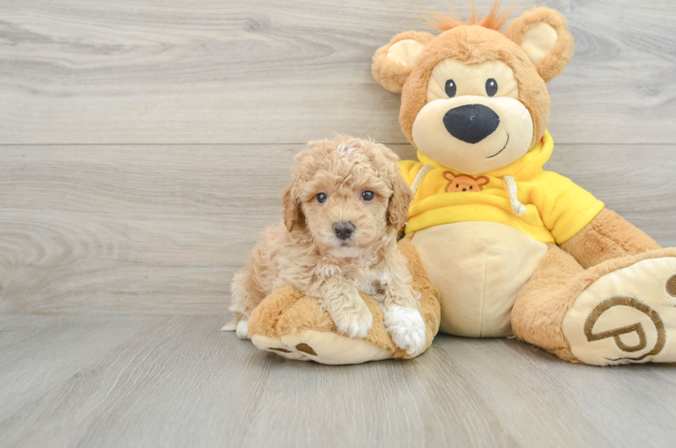 6 week old Poochon Puppy For Sale - Puppy Love PR