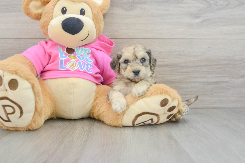 5 week old Poochon Puppy For Sale - Puppy Love PR