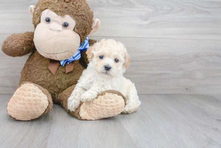 Meet Macaroni - our Poochon Puppy Photo 1/3 - Puppy Love PR Cute Bichpoo Poodle Mix Puppy
