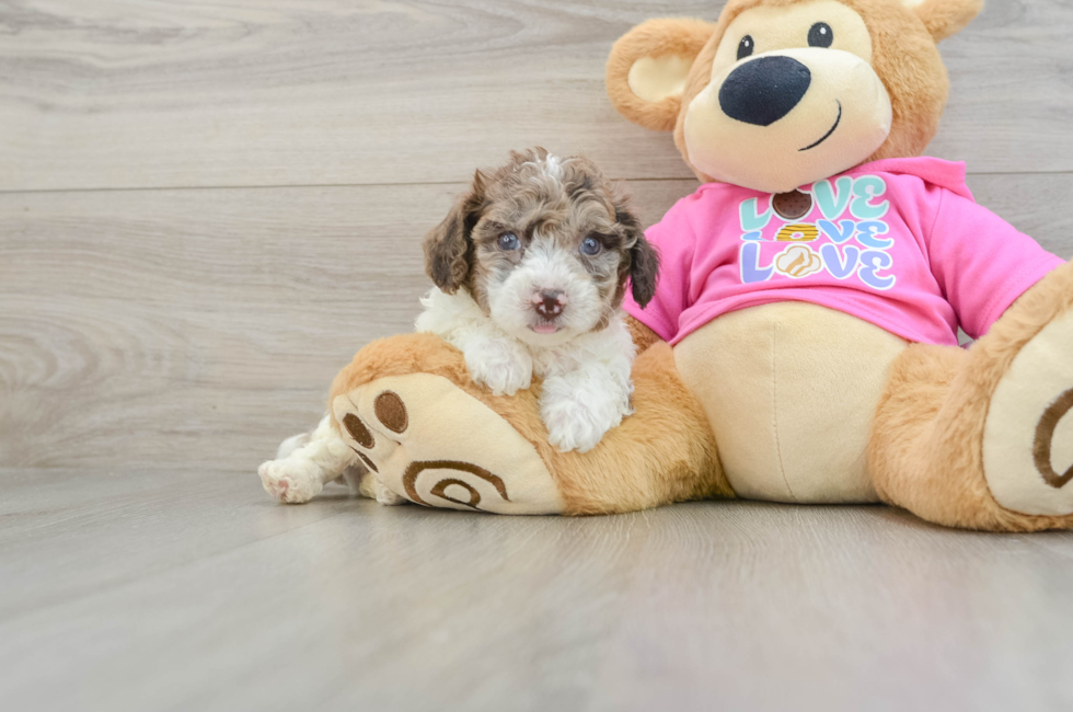 6 week old Poochon Puppy For Sale - Puppy Love PR