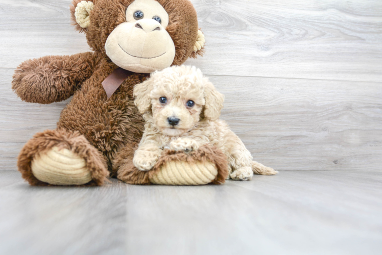 Meet Martina - our Poochon Puppy Photo 1/3 - Puppy Love PR Cute Poochon Baby