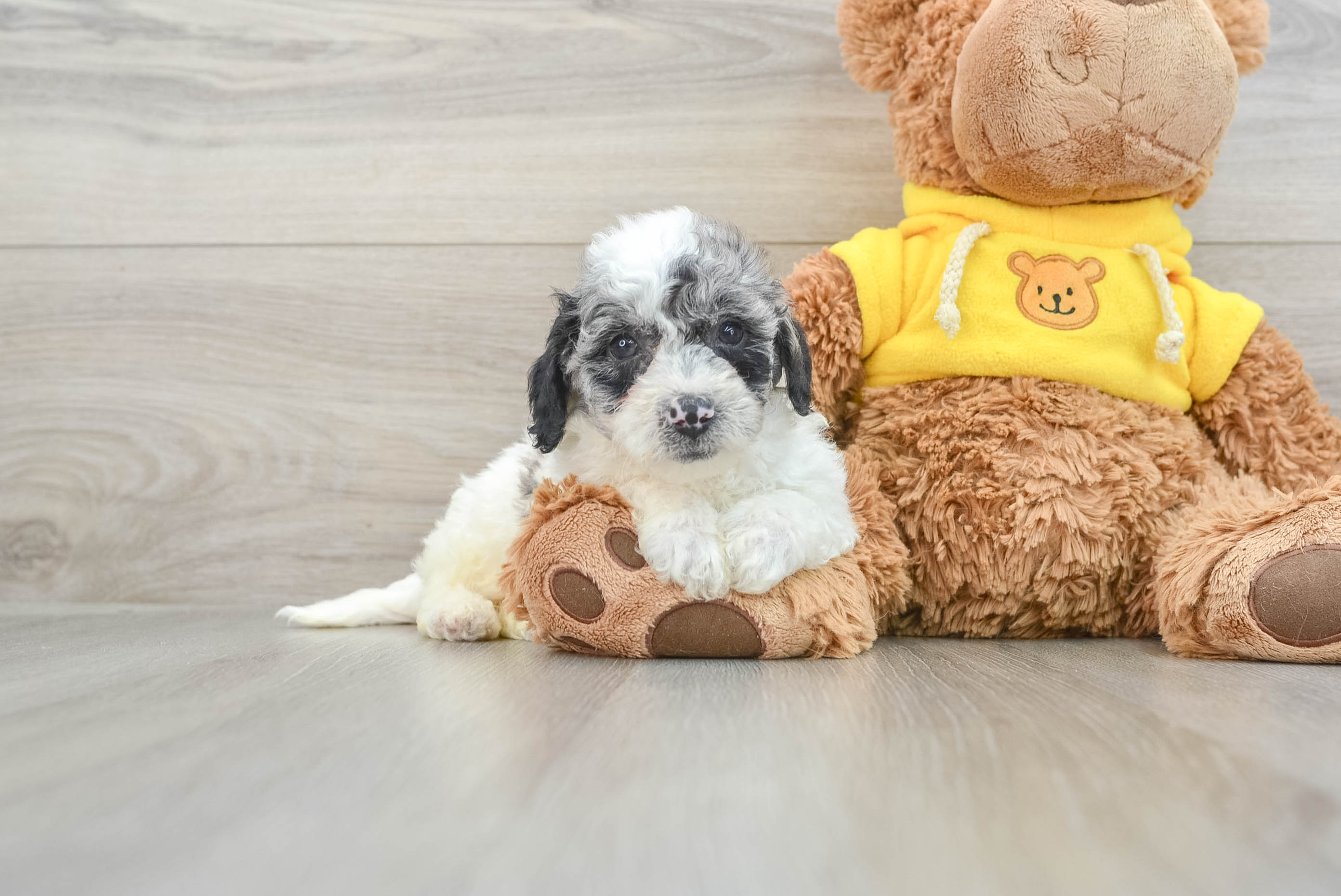 Playful Bichpoo Poodle Mix Puppy