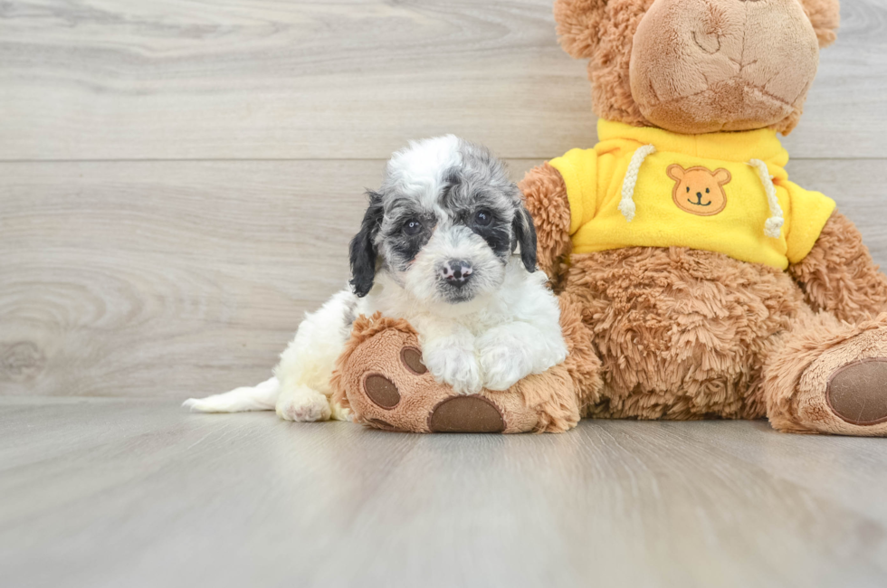 8 week old Poochon Puppy For Sale - Puppy Love PR