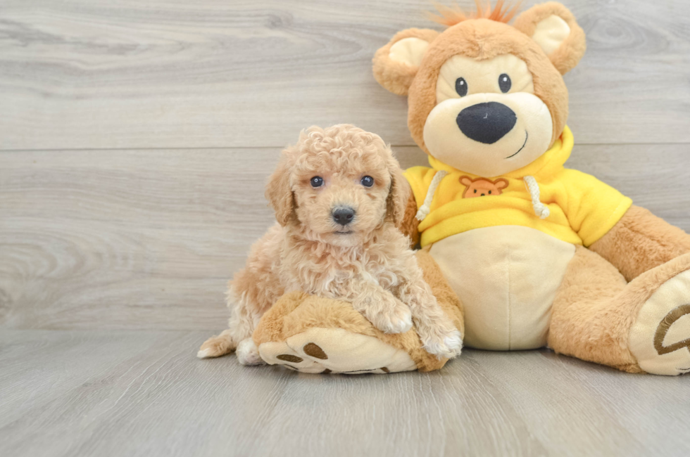 6 week old Poochon Puppy For Sale - Puppy Love PR