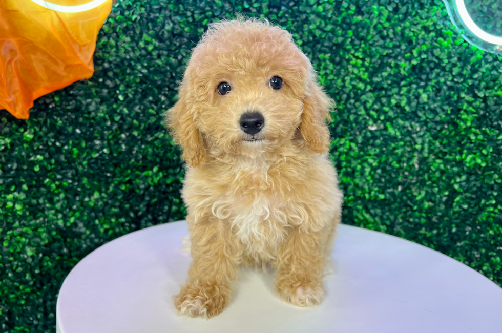 11 week old Poochon Puppy For Sale - Puppy Love PR