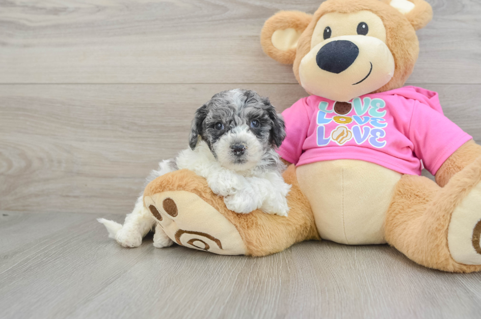 5 week old Poochon Puppy For Sale - Puppy Love PR