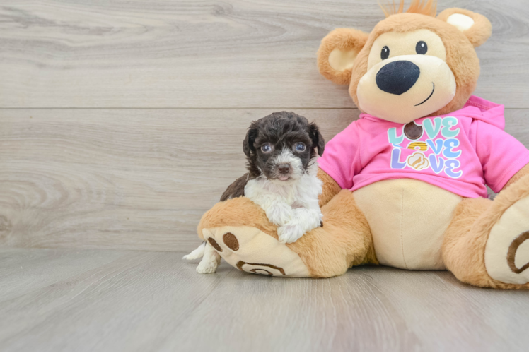 Meet Melanie - our Poochon Puppy Photo 1/3 - Puppy Love PR Energetic Bichpoo Poodle Mix Puppy