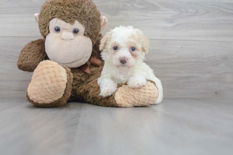 Meet Melanie - our Poochon Puppy Photo 1/3 - Puppy Love PR Cute Poochon Poodle Mix Pup