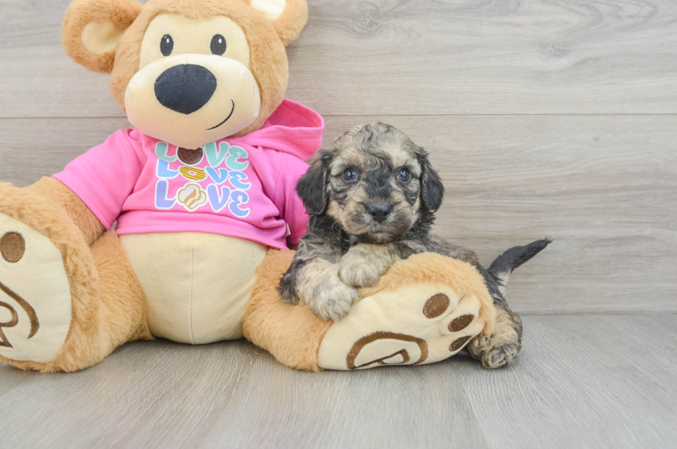 5 week old Poochon Puppy For Sale - Puppy Love PR