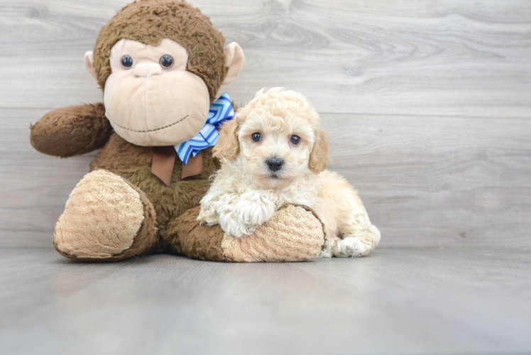Meet Merrick - our Poochon Puppy Photo 1/3 - Puppy Love PR Poochon Pup Being Cute