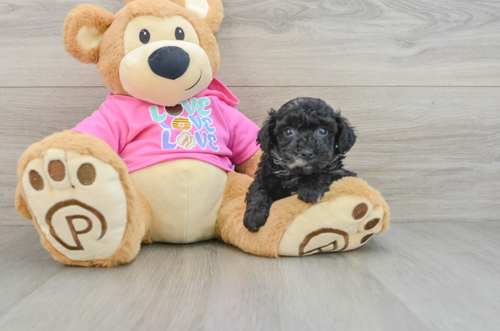 6 week old Poochon Puppy For Sale - Puppy Love PR