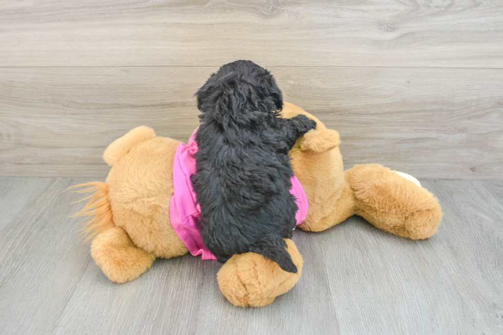 Petite Poochon Poodle Mix Pup