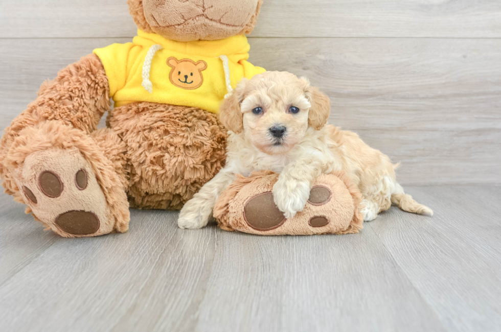 6 week old Poochon Puppy For Sale - Puppy Love PR