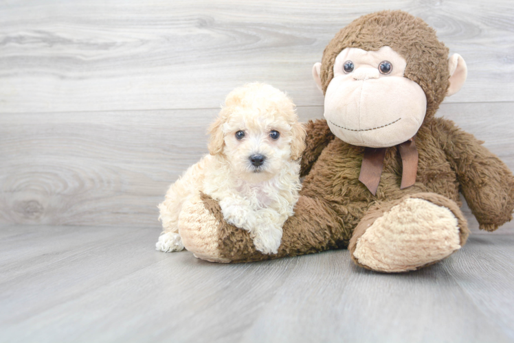 Meet Misty - our Poochon Puppy Photo 1/3 - Puppy Love PR Best Poochon Baby