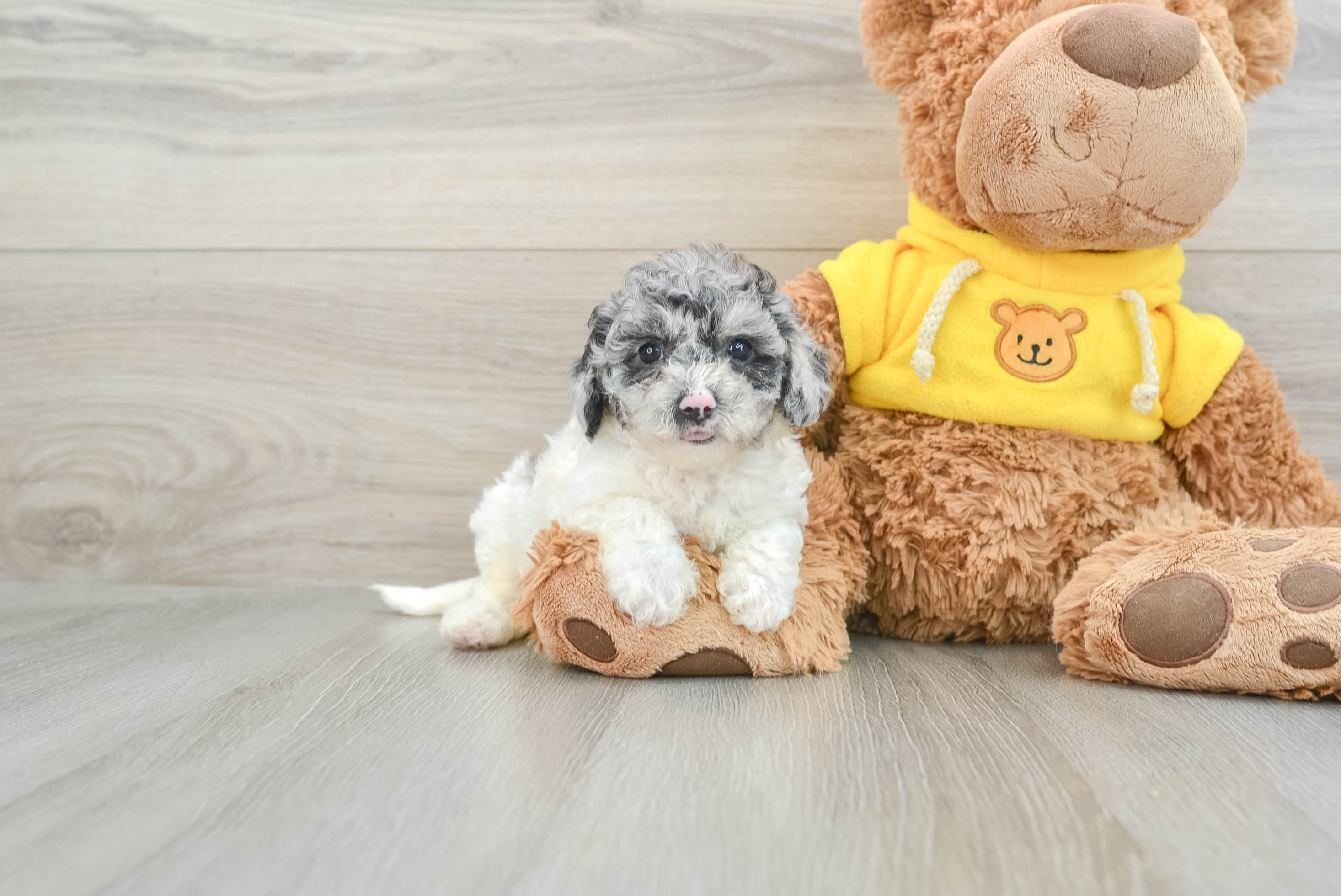 Little Bichpoo Poodle Mix Puppy
