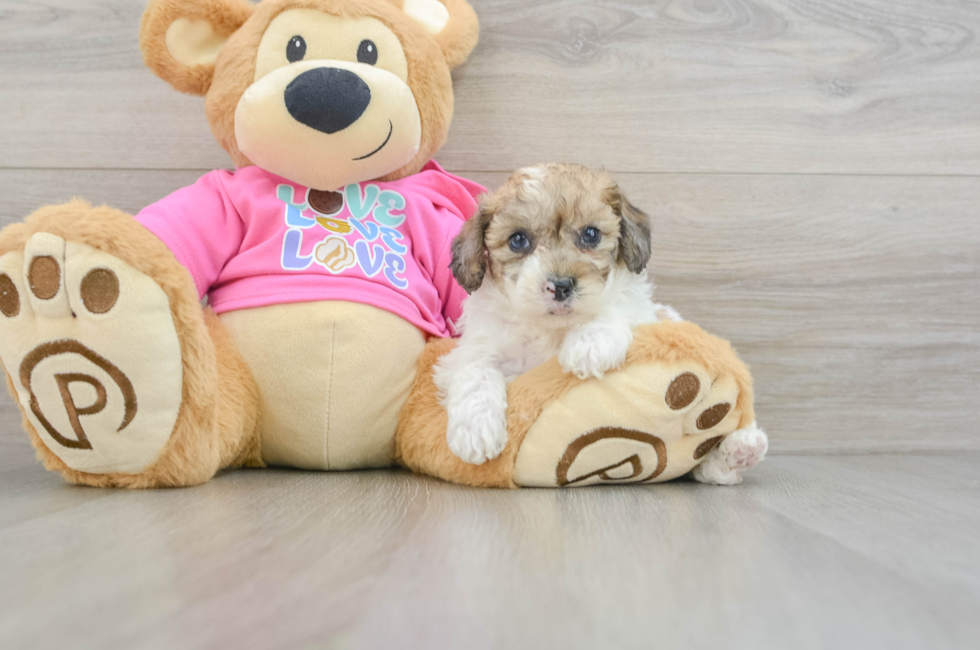 5 week old Poochon Puppy For Sale - Puppy Love PR