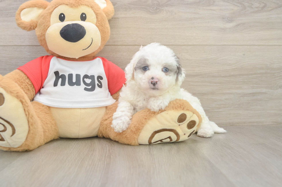 6 week old Poochon Puppy For Sale - Puppy Love PR
