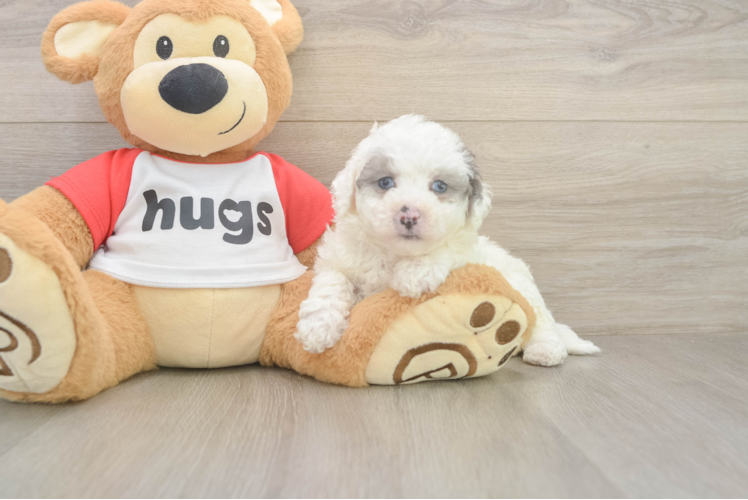 Meet Nadeen - our Poochon Puppy Photo 1/3 - Puppy Love PR Best Poochon Baby