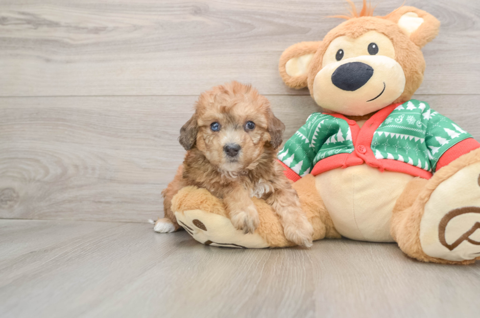 5 week old Poochon Puppy For Sale - Puppy Love PR