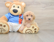 6 week old Poochon Puppy For Sale - Puppy Love PR