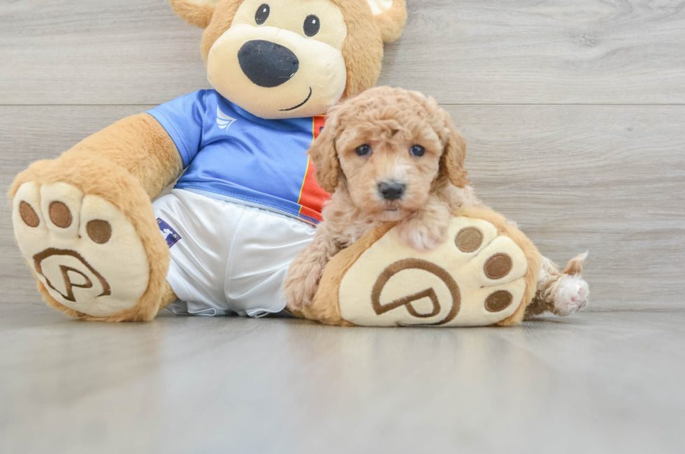 5 week old Poochon Puppy For Sale - Puppy Love PR