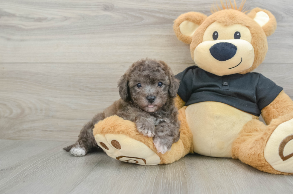 6 week old Poochon Puppy For Sale - Puppy Love PR