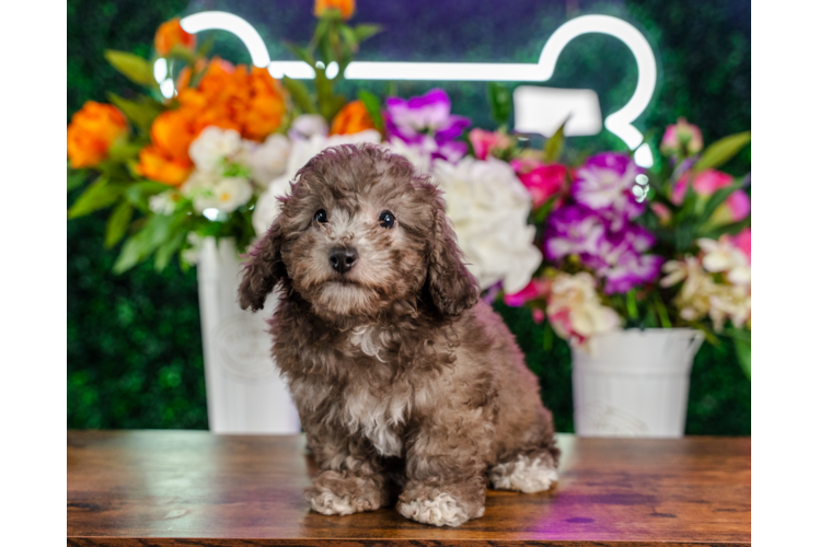 Cute Poochon Baby