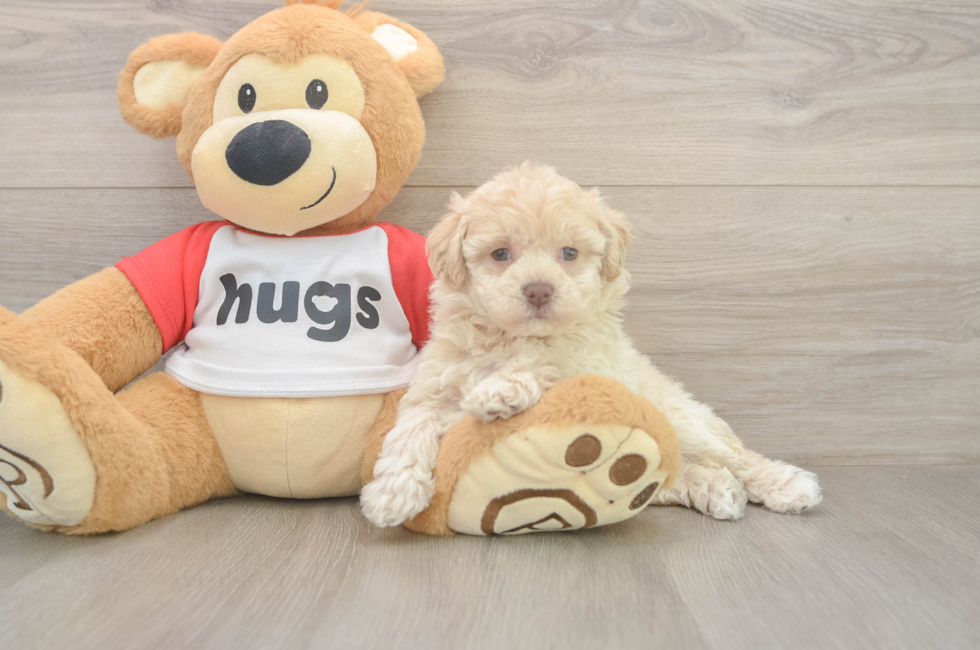 6 week old Poochon Puppy For Sale - Puppy Love PR
