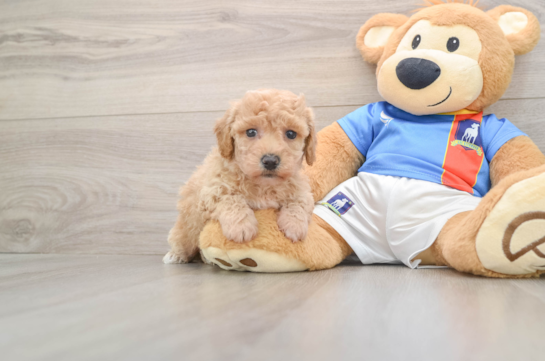 Poochon Puppy for Adoption