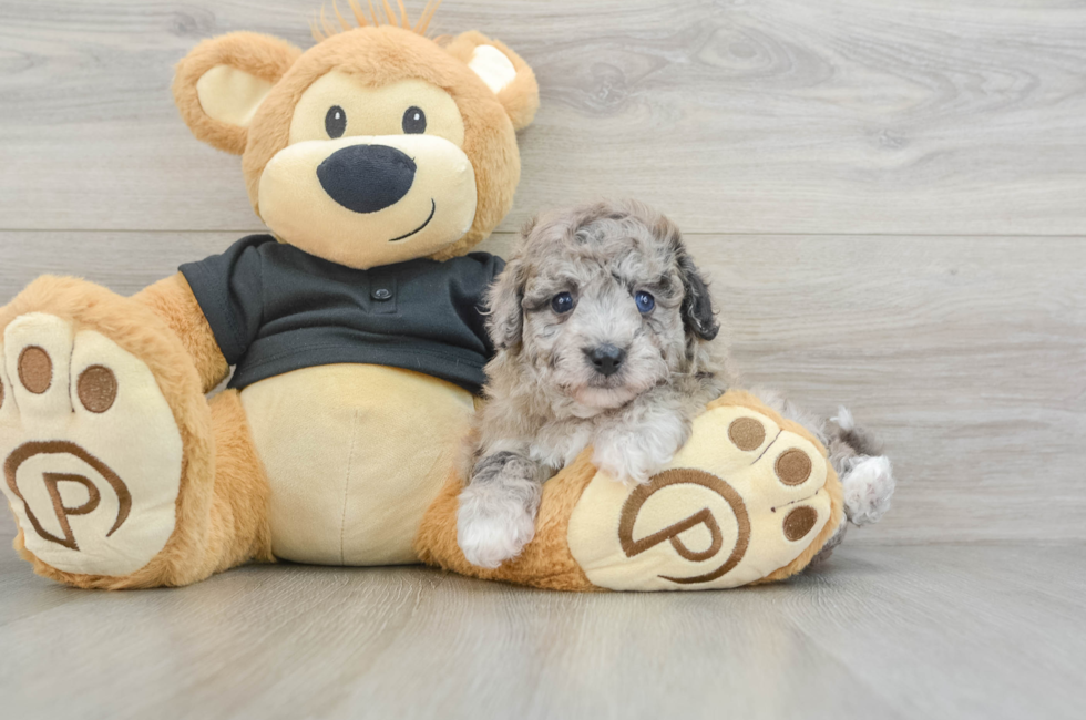 6 week old Poochon Puppy For Sale - Puppy Love PR