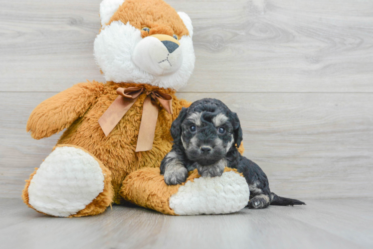 Meet Nelson - our Poochon Puppy Photo 1/3 - Puppy Love PR Poochon Pup Being Cute