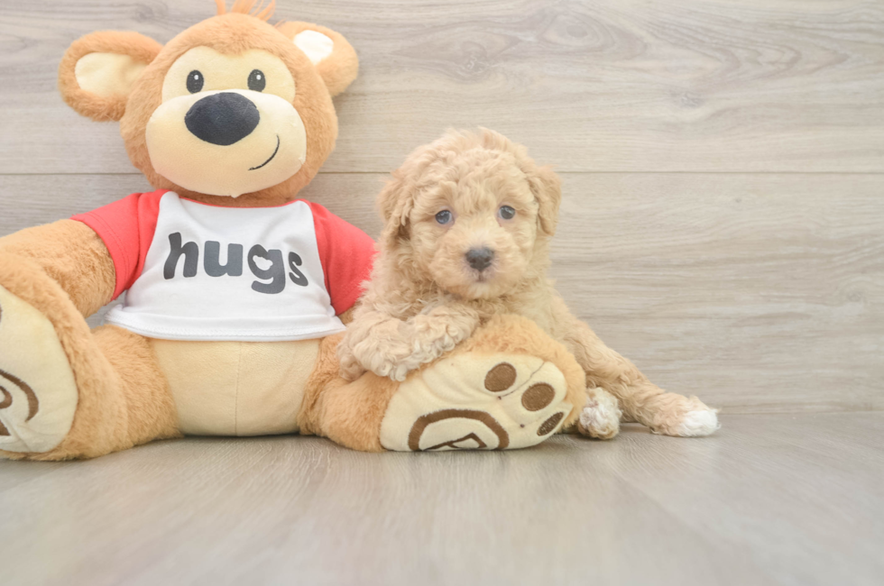 6 week old Poochon Puppy For Sale - Puppy Love PR