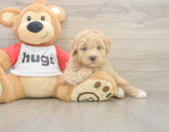 8 week old Poochon Puppy For Sale - Puppy Love PR 8 week old Poochon Puppy For Sale - Puppy Love PR