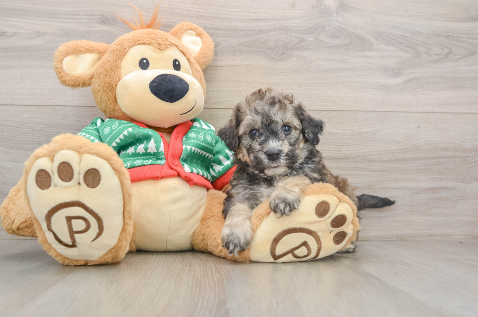 5 week old Poochon Puppy For Sale - Puppy Love PR