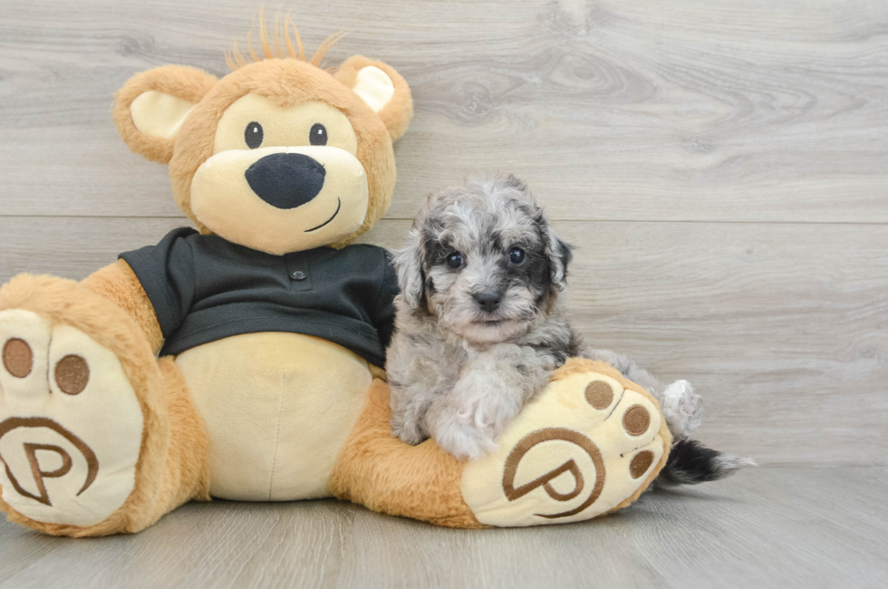 6 week old Poochon Puppy For Sale - Puppy Love PR