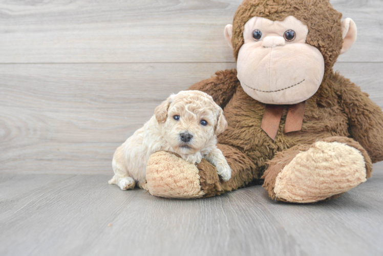 Little Bichpoo Poodle Mix Puppy