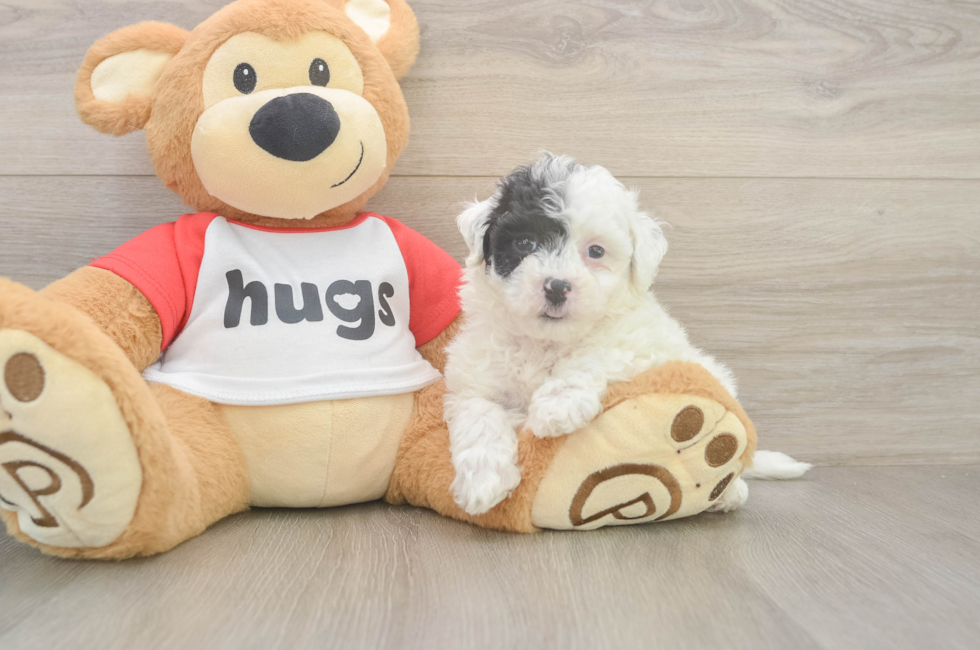 6 week old Poochon Puppy For Sale - Puppy Love PR
