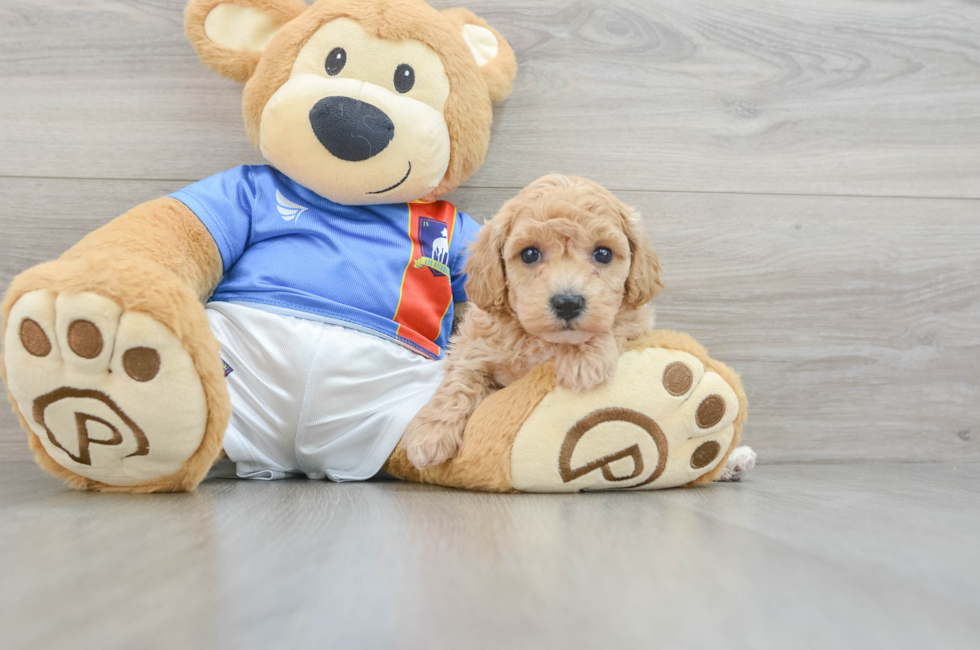 5 week old Poochon Puppy For Sale - Puppy Love PR