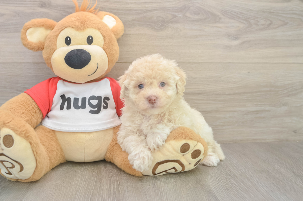 6 week old Poochon Puppy For Sale - Puppy Love PR